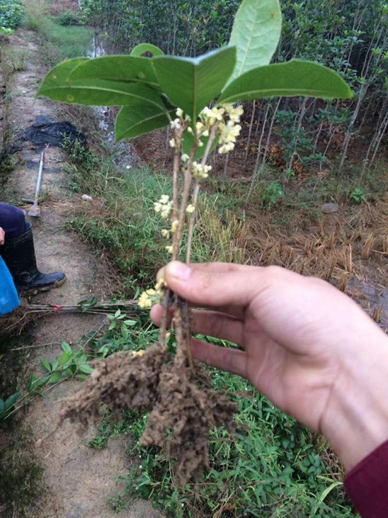 四季桂桂花树苗四季桂