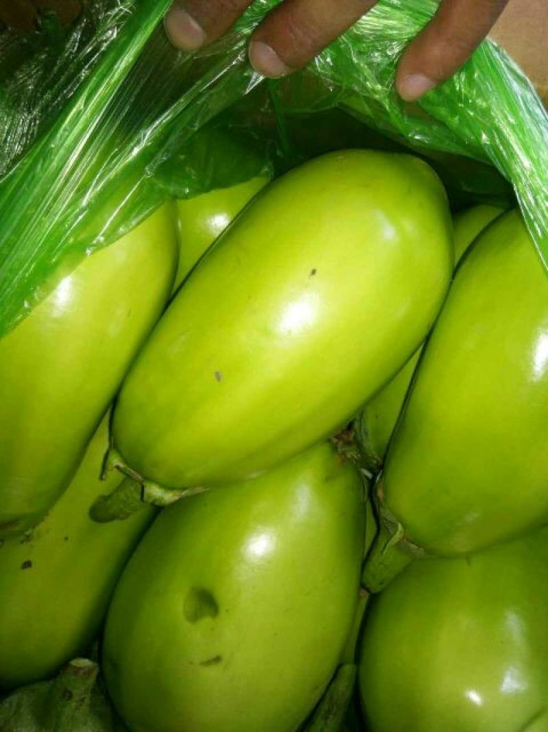 【精品】茄子原产地直供辽宁青茄大量上市量大从优