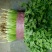 【香菜中叶铁杆青香菜20~30厘米，叶杆通绿】