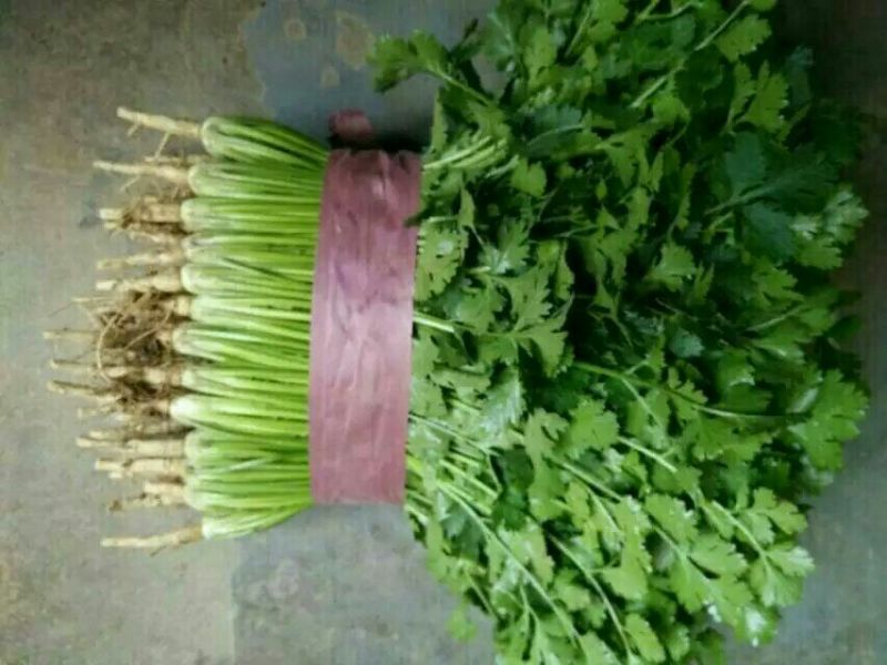 【香菜中叶铁杆青香菜20~30厘米，叶杆通绿】