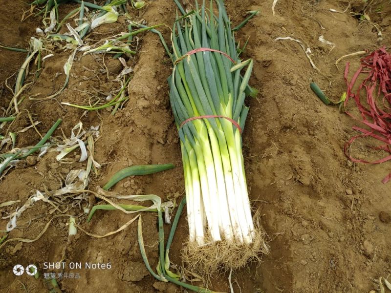 长白大葱毛葱2cm左右40cm以上，保质保量发货