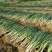 长白大葱毛葱2cm左右40cm以上，保质保量发货