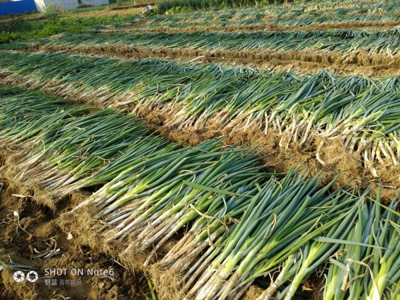 长白大葱毛葱2cm左右40cm以上，保质保量发货