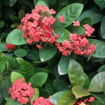 广东苗圃龙船花满堂春花绿植观赏花园林绿化龙船花