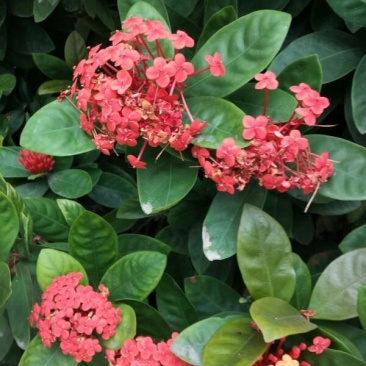 广东苗圃龙船花满堂春花绿植观赏花园林绿化龙船花