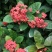 广东苗圃龙船花满堂春花绿植观赏花园林绿化龙船花