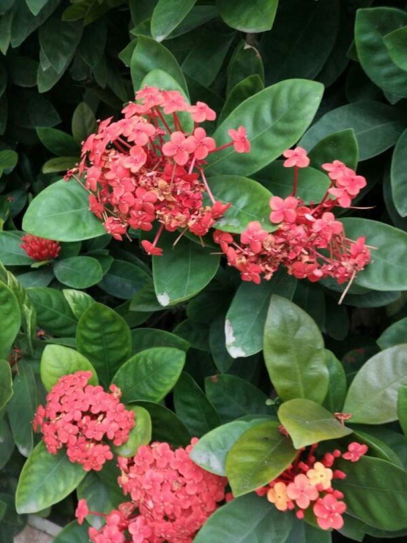 广东苗圃龙船花满堂春花绿植观赏花园林绿化龙船花