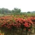 广东苗圃龙船花满堂春花绿植观赏花园林绿化龙船花