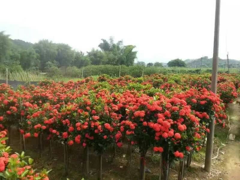 广东苗圃龙船花满堂春花绿植观赏花园林绿化龙船花