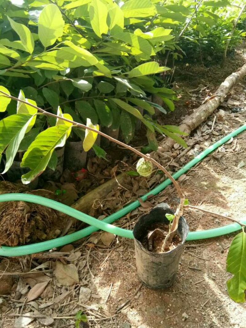 释迦苗30~50cm