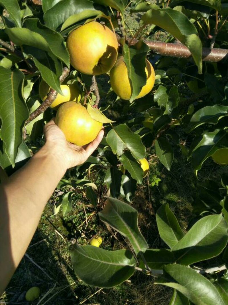 苹果梨450~500g纸箱