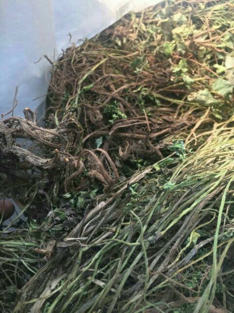 岩黄连