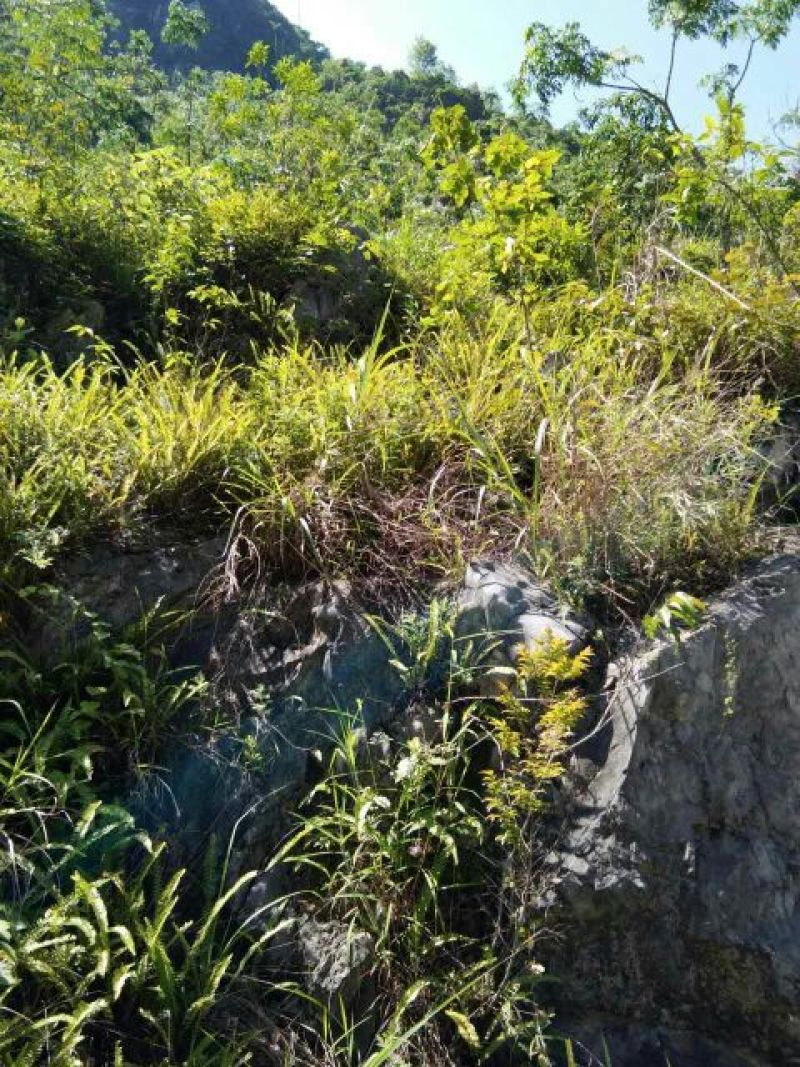肾蕨2cm以下0.5~1m