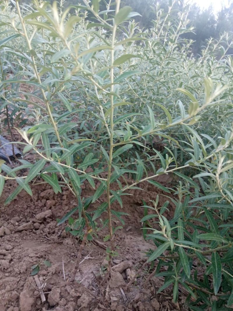 沙棘苗万亩基地货量充足对接各大电商平台代发代卖