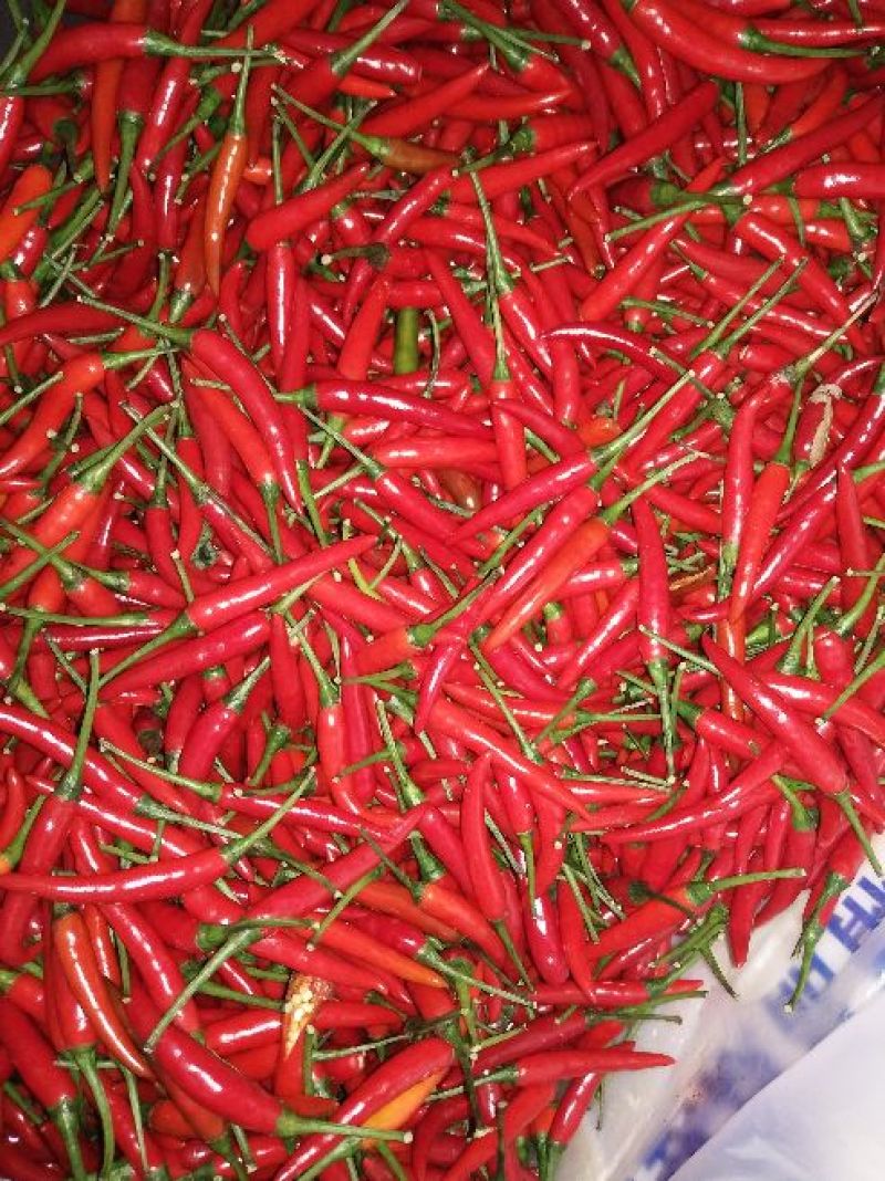 小米椒2~5厘米红特辣