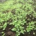 白芨种苗10cm以下