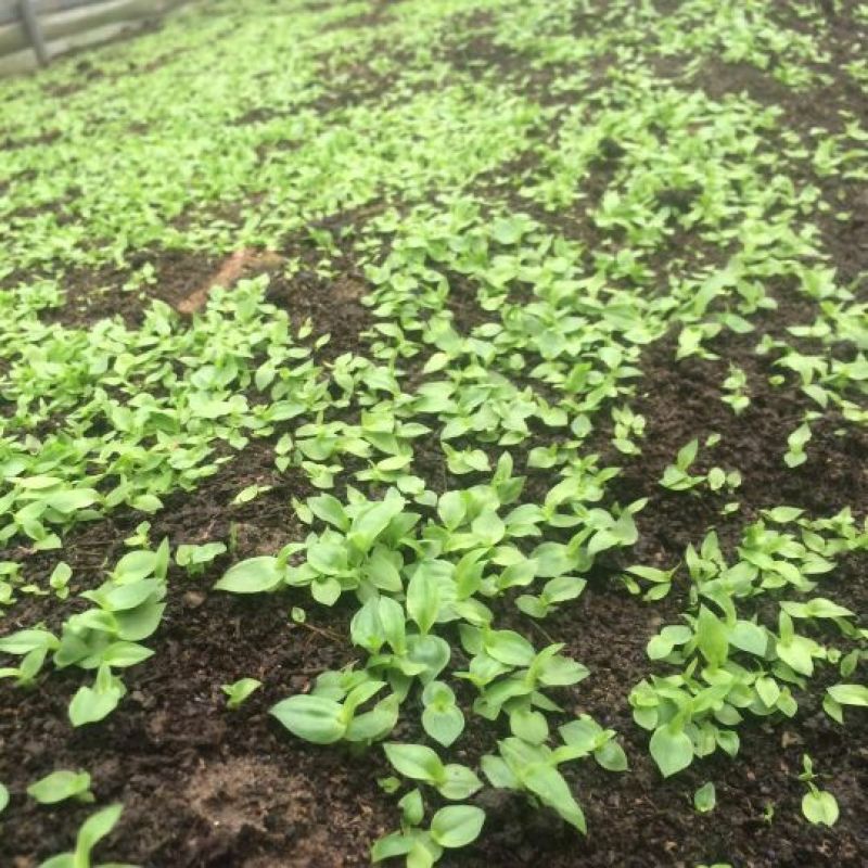 白芨种苗10cm以下