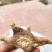 白芨种苗10cm以下