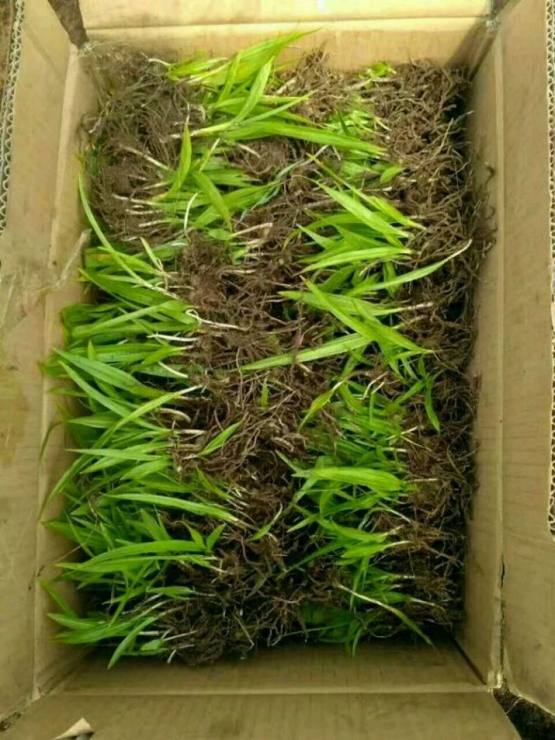 白芨种苗10cm以下