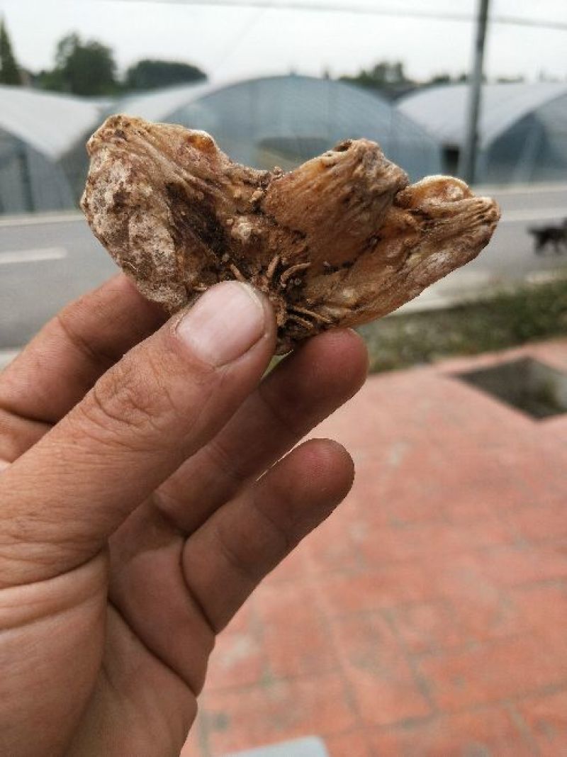 白芨种苗10cm以下