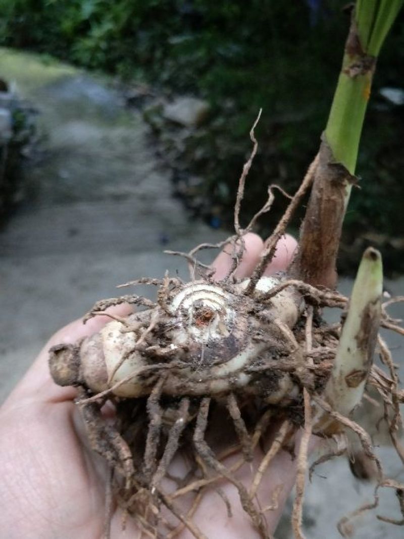 白芨种苗10cm以下