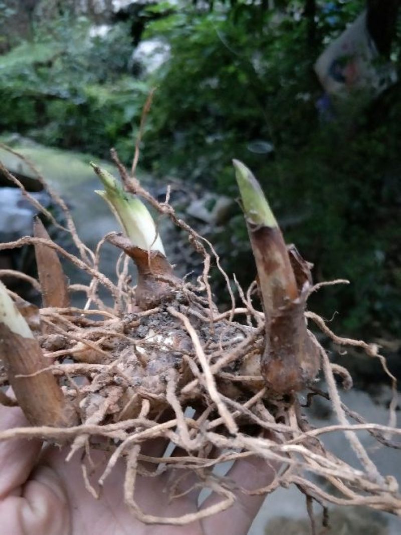 白芨种苗10cm以下