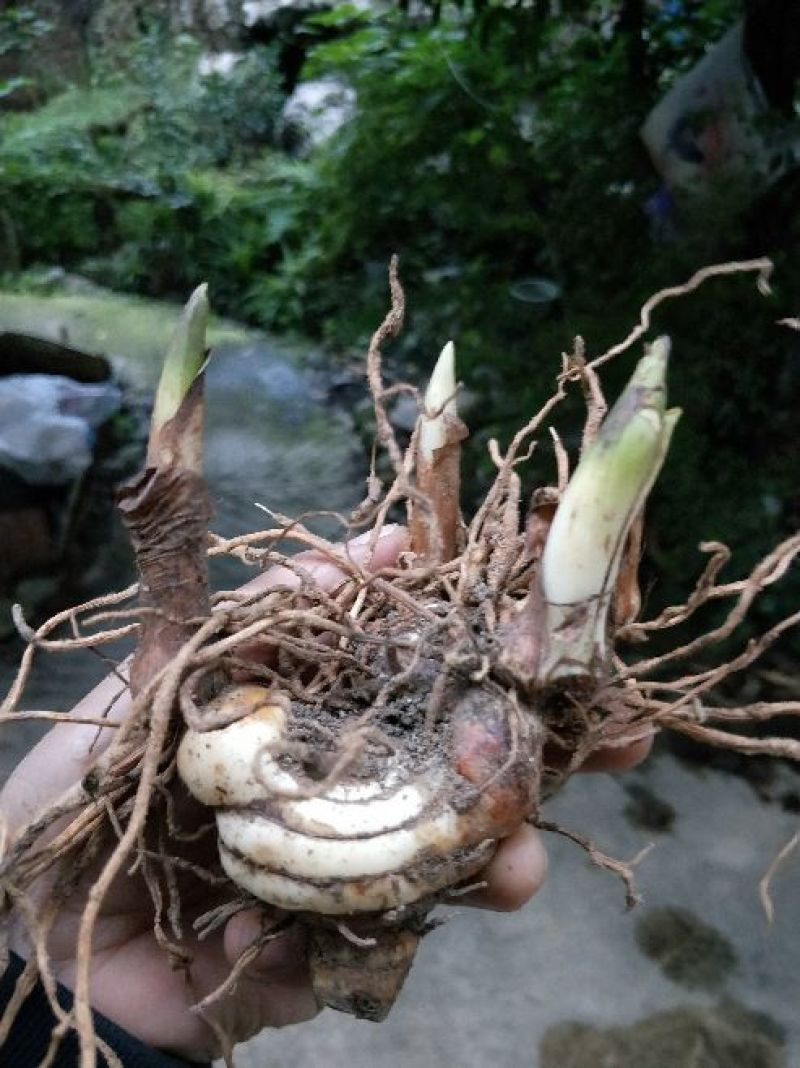 白芨种苗10cm以下
