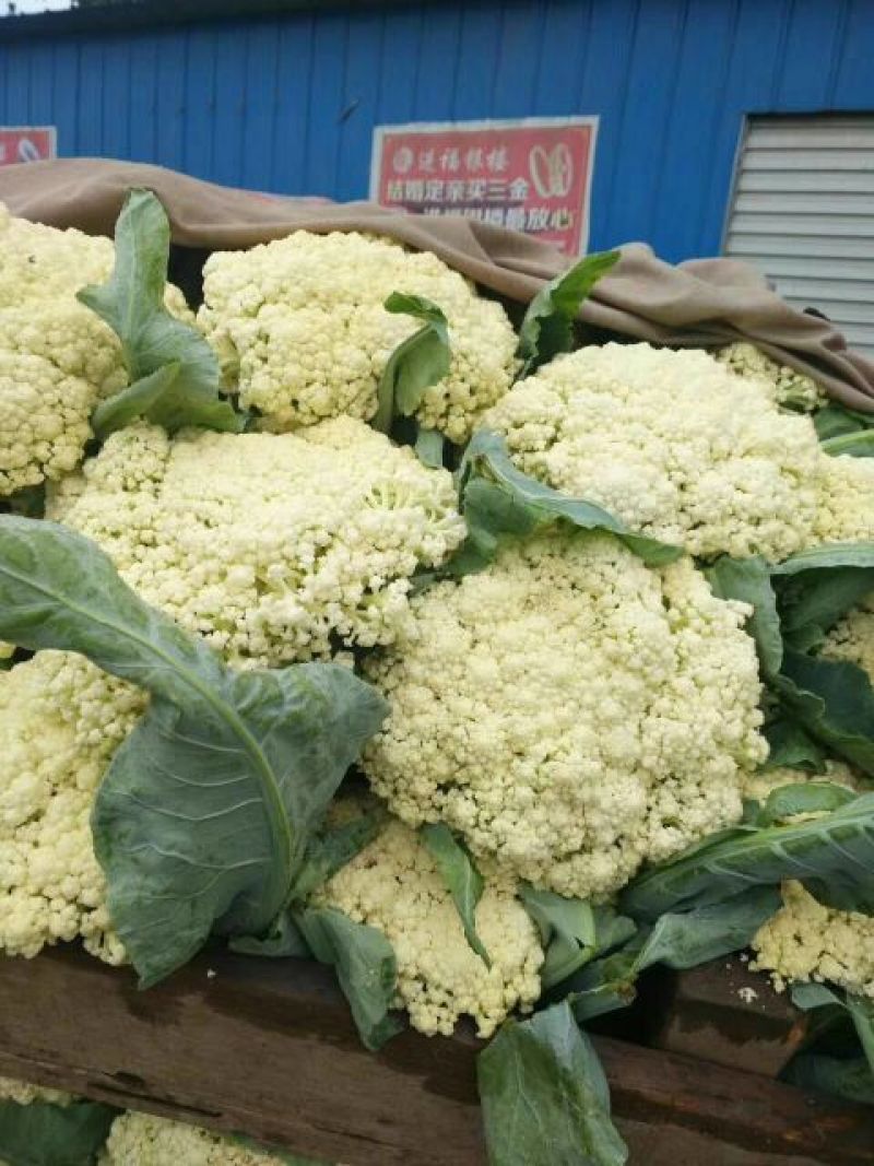白面青梗松花菜散花2~3斤米黄