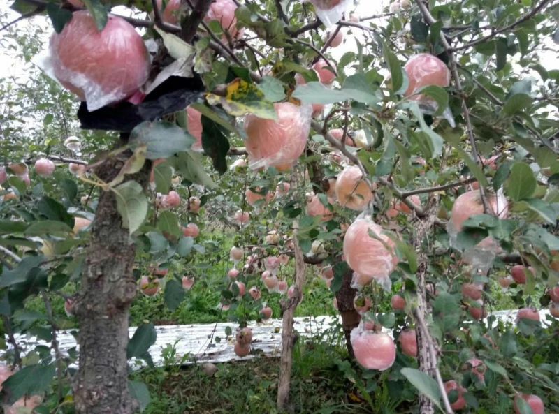 陕西膜袋红富士，颜色鲜艳，脆甜多汁，酸甜可口，品质优良