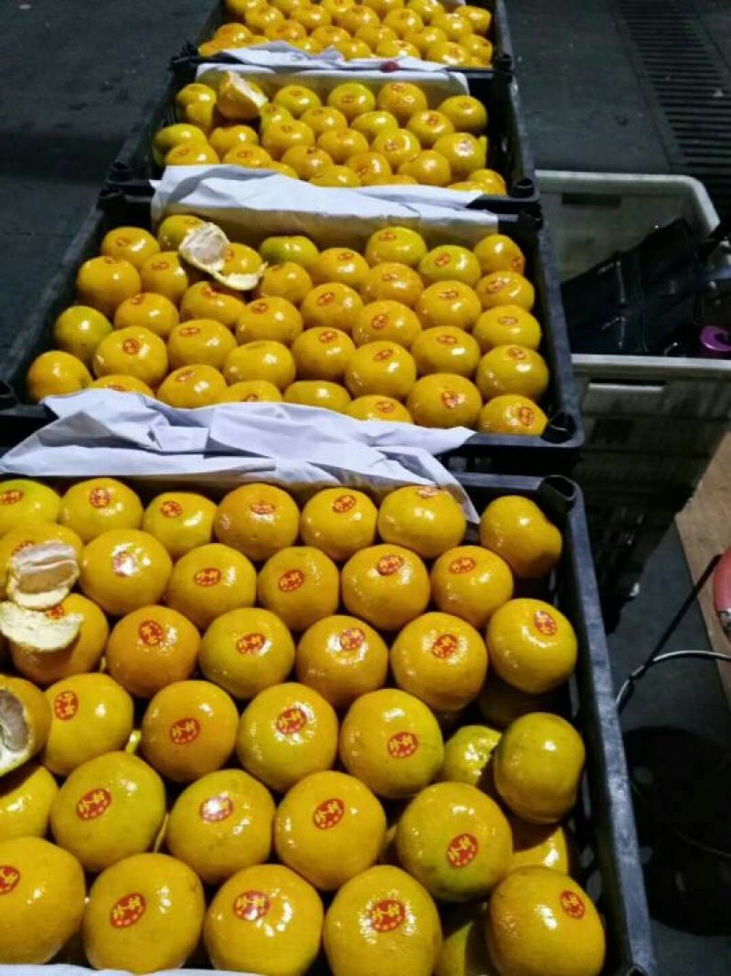 四川精品普早蜜橘甜蜜产地直销皮薄无籽水分充足可视频选货