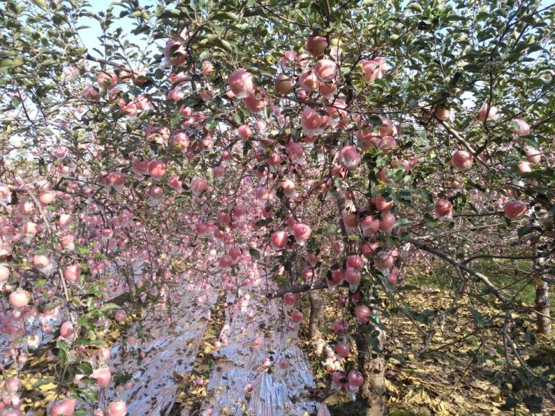 红富士苹果75mm以上纸+膜袋