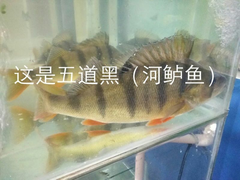 （五道黑，五彩斑，河鲈鱼）苗