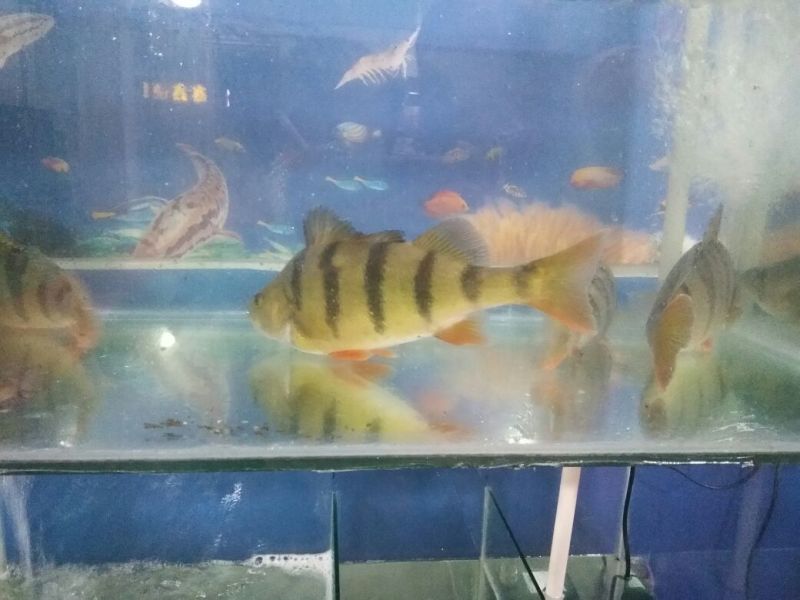（五道黑，五彩斑，河鲈鱼）苗