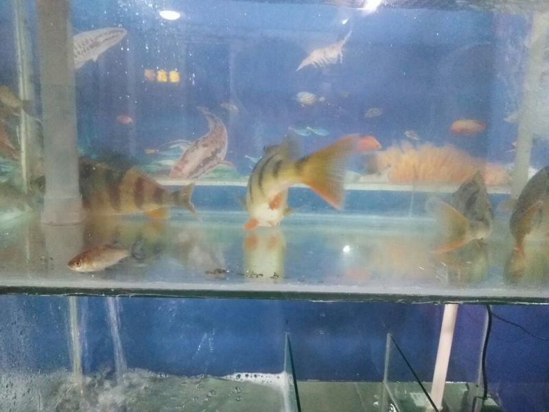 （五道黑，五彩斑，河鲈鱼）苗