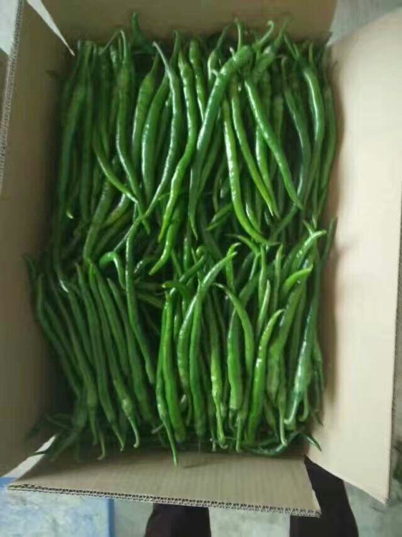 《热卖中》大荔线椒二荆条辣椒品质严控欢迎视频看货