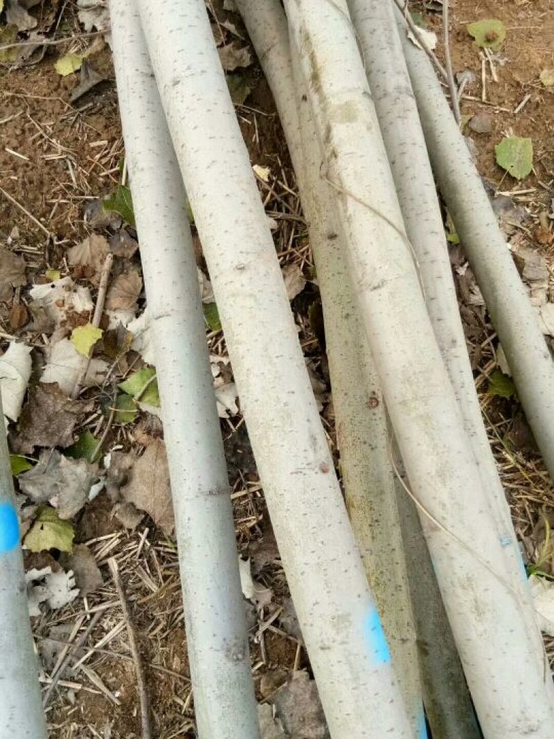毛白杨树苗5公分