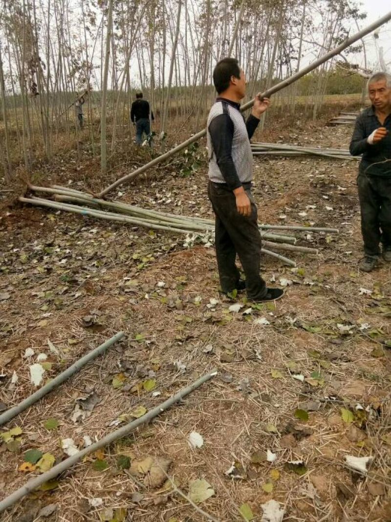 毛白杨树苗5公分