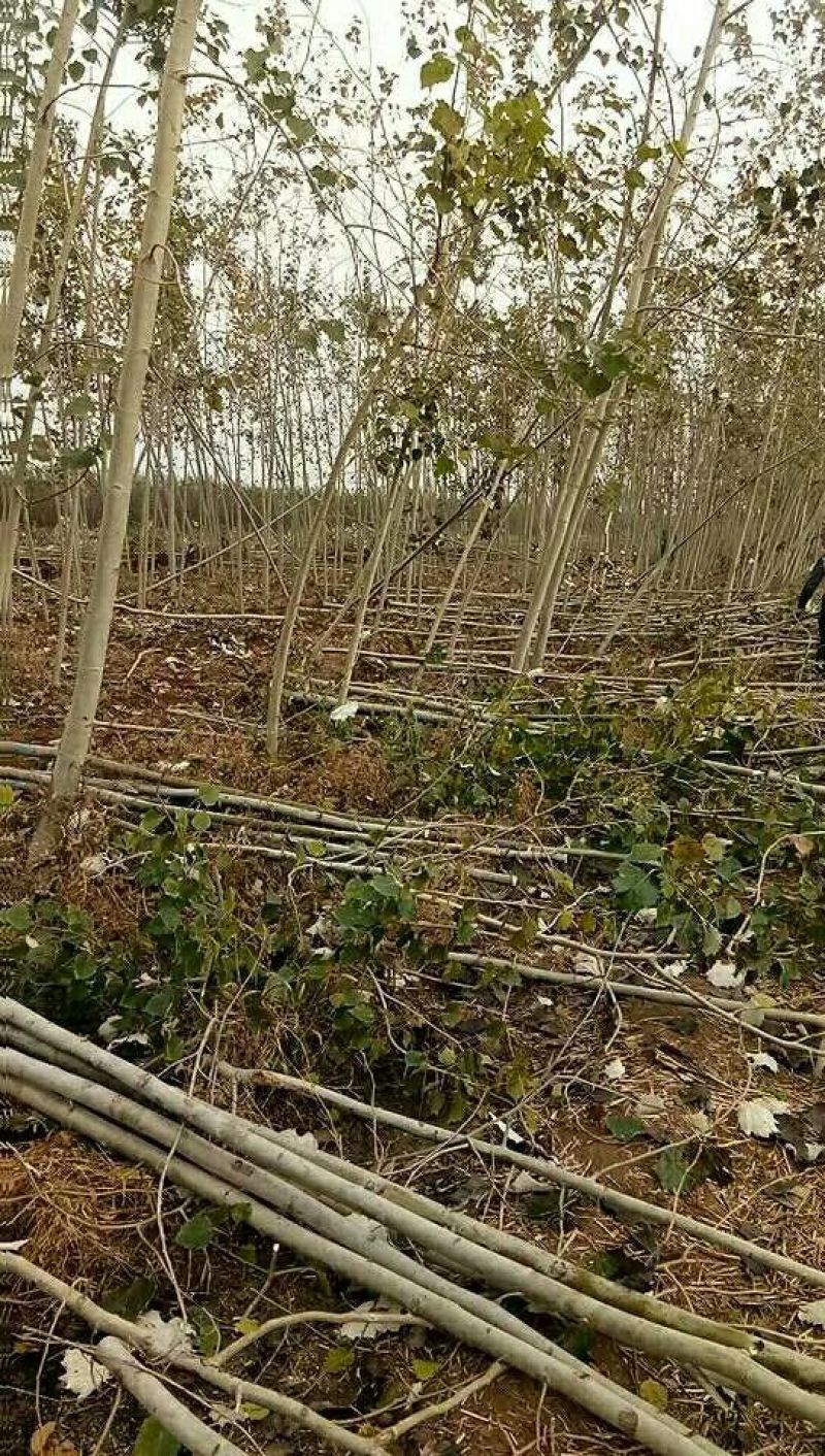 毛白杨树苗5公分