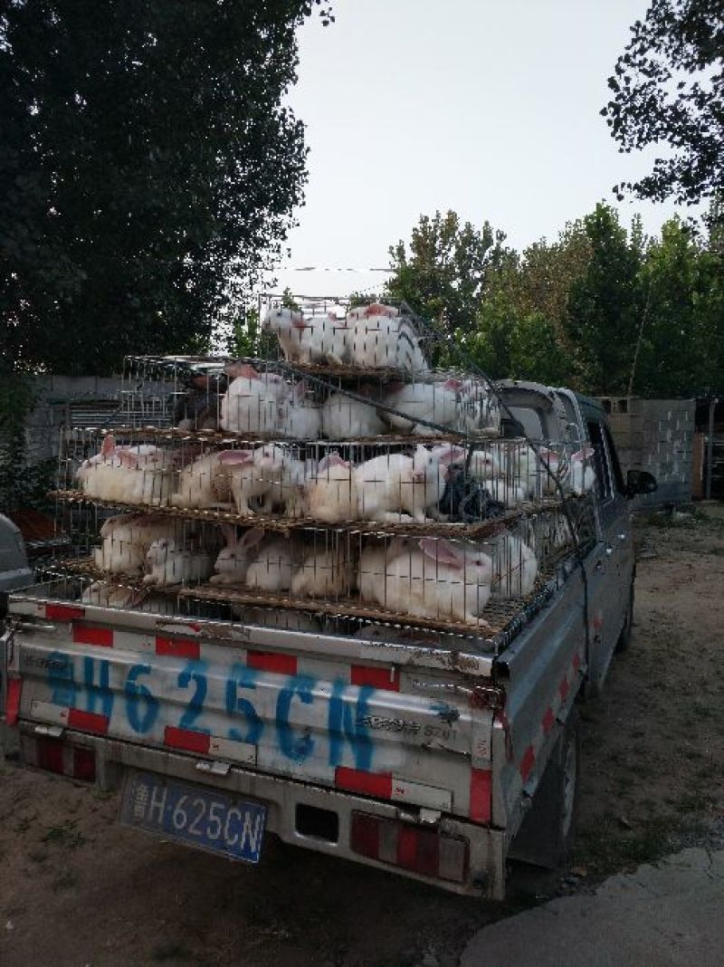 獭兔獭兔种兔基地