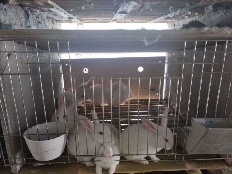 獭兔獭兔种兔基地