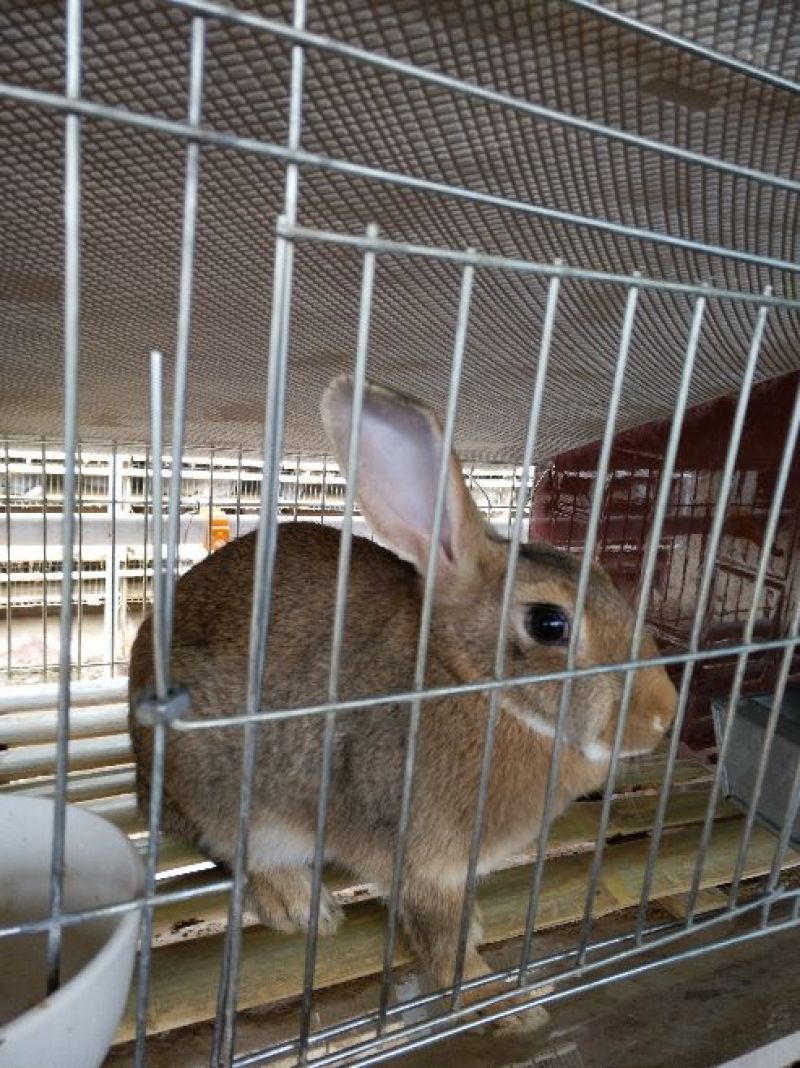 獭兔獭兔种兔基地