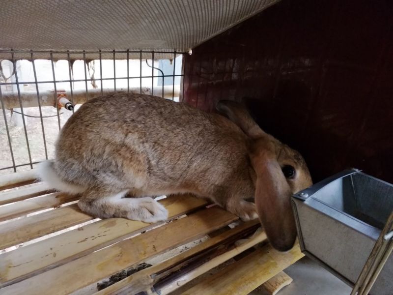肉兔野兔养殖