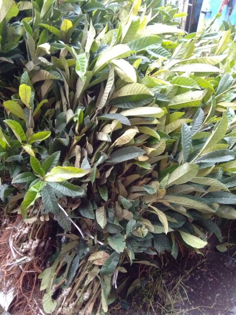 枇杷树苗30~50cm