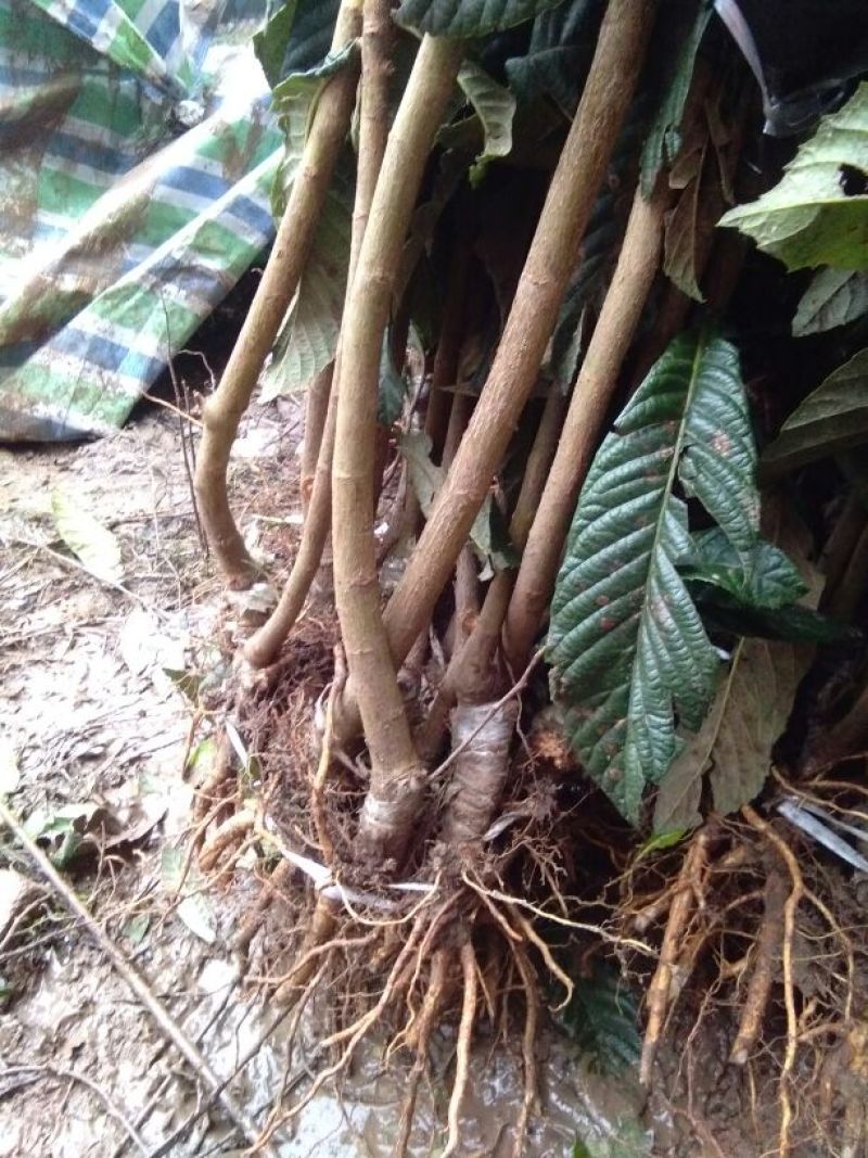 枇杷树苗30~50cm