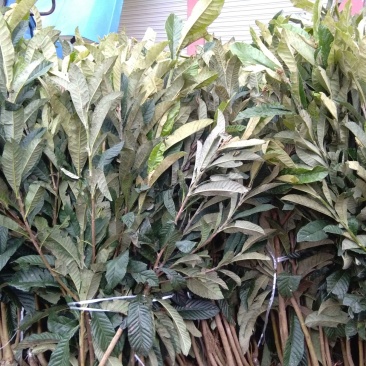 枇杷树苗30~50cm