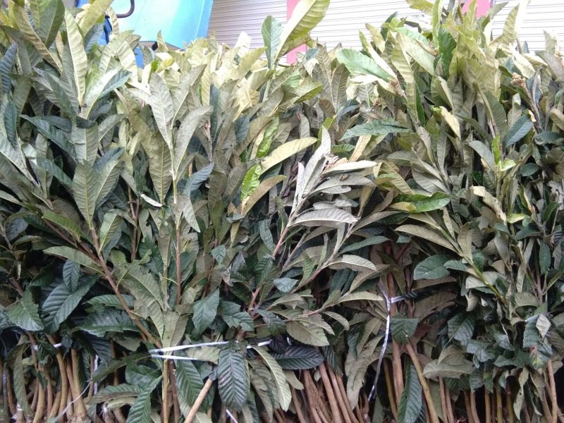 枇杷树苗30~50cm