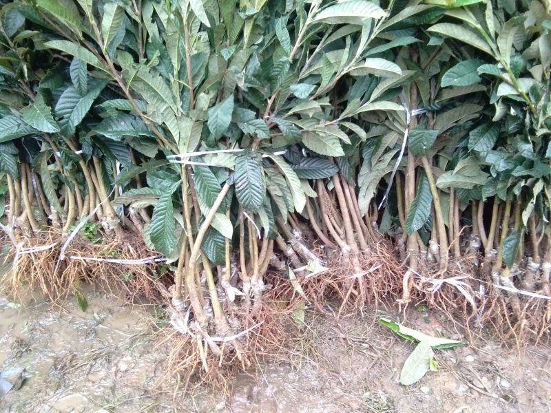 枇杷树苗30~50cm