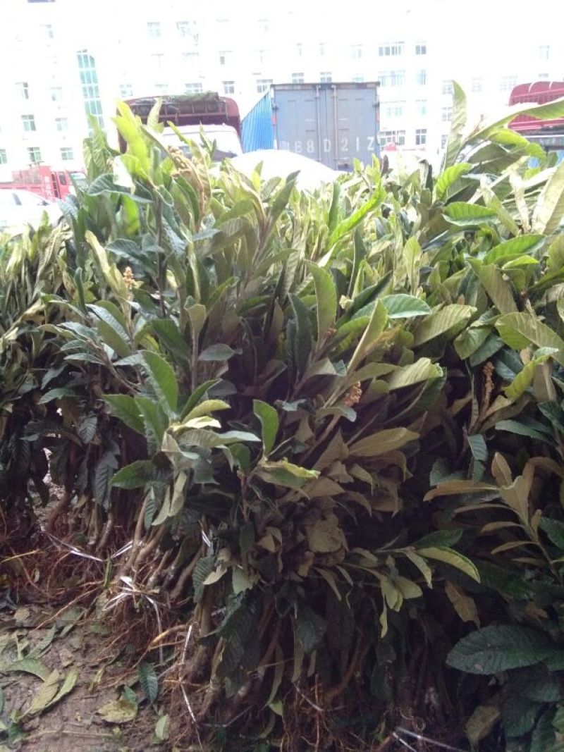 枇杷树苗30~50cm