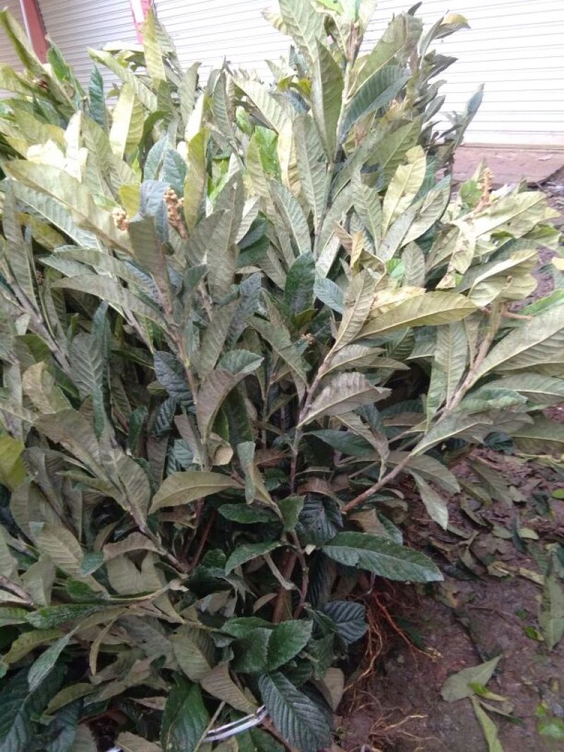 枇杷树苗30~50cm