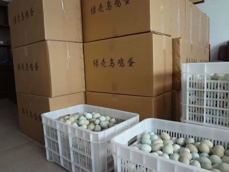 绿壳鸡蛋50g以下食用